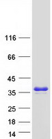 PLEKHB1 Protein - Purified recombinant protein PLEKHB1 was analyzed by SDS-PAGE gel and Coomassie Blue Staining