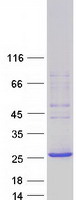 PLEKHB1 Protein - Purified recombinant protein PLEKHB1 was analyzed by SDS-PAGE gel and Coomassie Blue Staining