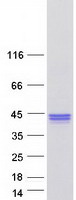 PLEKHF1 Protein - Purified recombinant protein PLEKHF1 was analyzed by SDS-PAGE gel and Coomassie Blue Staining