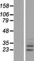 PLEKHF2 Protein - Western validation with an anti-DDK antibody * L: Control HEK293 lysate R: Over-expression lysate
