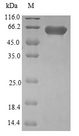 PLEKHF2 Protein - (Tris-Glycine gel) Discontinuous SDS-PAGE (reduced) with 5% enrichment gel and 15% separation gel.