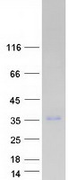 PLEKHF2 Protein - Purified recombinant protein PLEKHF2 was analyzed by SDS-PAGE gel and Coomassie Blue Staining