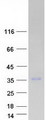 PLEKHF2 Protein - Purified recombinant protein PLEKHF2 was analyzed by SDS-PAGE gel and Coomassie Blue Staining