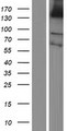 PLEKHG1 Protein - Western validation with an anti-DDK antibody * L: Control HEK293 lysate R: Over-expression lysate