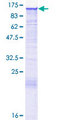 PLEKHG2 Protein - 12.5% SDS-PAGE of human PLEKHG2 stained with Coomassie Blue