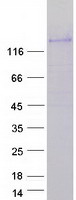 PLEKHG4B Protein - Purified recombinant protein PLEKHG4B was analyzed by SDS-PAGE gel and Coomassie Blue Staining