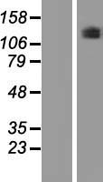 PLEKHG5 Protein - Western validation with an anti-DDK antibody * L: Control HEK293 lysate R: Over-expression lysate