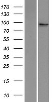 PLEKHG6 Protein - Western validation with an anti-DDK antibody * L: Control HEK293 lysate R: Over-expression lysate