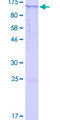 PLEKHG6 Protein - 12.5% SDS-PAGE of human PLEKHG6 stained with Coomassie Blue