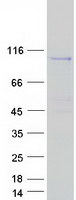 PLEKHG6 Protein - Purified recombinant protein PLEKHG6 was analyzed by SDS-PAGE gel and Coomassie Blue Staining