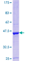 PLEKHJ1 Protein - 12.5% SDS-PAGE of human PLEKHJ1 stained with Coomassie Blue