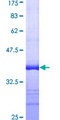 PLEKHM1 Protein - 12.5% SDS-PAGE Stained with Coomassie Blue.