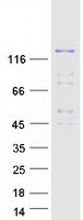 PLEKHM1 Protein - Purified recombinant protein PLEKHM1 was analyzed by SDS-PAGE gel and Coomassie Blue Staining
