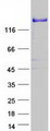 PLEKHM2 / SKIP Protein - Purified recombinant protein PLEKHM2 was analyzed by SDS-PAGE gel and Coomassie Blue Staining