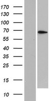 PLEKHN1 Protein - Western validation with an anti-DDK antibody * L: Control HEK293 lysate R: Over-expression lysate