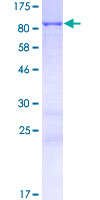 PLEKHN1 Protein - 12.5% SDS-PAGE of human PLEKHN1 stained with Coomassie Blue