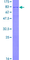 PLEKHO1 / CKIP-1 Protein - 12.5% SDS-PAGE of human PLEKHO1 stained with Coomassie Blue