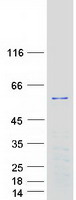 PLEKHO1 / CKIP-1 Protein - Purified recombinant protein PLEKHO1 was analyzed by SDS-PAGE gel and Coomassie Blue Staining