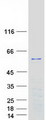 PLEKHO1 / CKIP-1 Protein - Purified recombinant protein PLEKHO1 was analyzed by SDS-PAGE gel and Coomassie Blue Staining