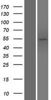 PLEKHO2 Protein - Western validation with an anti-DDK antibody * L: Control HEK293 lysate R: Over-expression lysate