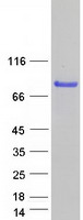 PLEKHO2 Protein - Purified recombinant protein PLEKHO2 was analyzed by SDS-PAGE gel and Coomassie Blue Staining