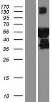 PLEKHS1 / C10orf81 Protein - Western validation with an anti-DDK antibody * L: Control HEK293 lysate R: Over-expression lysate
