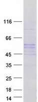 PLEKHS1 / C10orf81 Protein - Purified recombinant protein PLEKHS1 was analyzed by SDS-PAGE gel and Coomassie Blue Staining