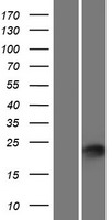 PLET1 / C11orf34 Protein - Western validation with an anti-DDK antibody * L: Control HEK293 lysate R: Over-expression lysate