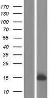 PLGLB1 Protein - Western validation with an anti-DDK antibody * L: Control HEK293 lysate R: Over-expression lysate