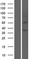 PLIN1 / Perilipin Protein - Western validation with an anti-DDK antibody * L: Control HEK293 lysate R: Over-expression lysate