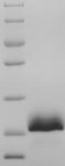 PLIN1 / Perilipin Protein - (Tris-Glycine gel) Discontinuous SDS-PAGE (reduced) with 5% enrichment gel and 15% separation gel.