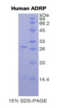 PLIN2 / ADFP / Adipophilin Protein - Recombinant Adipose Differentiation Related Protein By SDS-PAGE