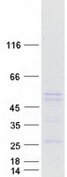 PLIN2 / ADFP / Adipophilin Protein - Purified recombinant protein PLIN2 was analyzed by SDS-PAGE gel and Coomassie Blue Staining