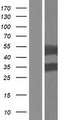 PLIN3 / M6PRBP1 / TIP47 Protein - Western validation with an anti-DDK antibody * L: Control HEK293 lysate R: Over-expression lysate