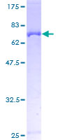 PLIN3 / M6PRBP1 / TIP47 Protein - 12.5% SDS-PAGE of human PLIN3 stained with Coomassie Blue