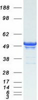 PLIN3 / M6PRBP1 / TIP47 Protein - Purified recombinant protein PLIN3 was analyzed by SDS-PAGE gel and Coomassie Blue Staining