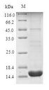 PLIN4 / S3-12 Protein - (Tris-Glycine gel) Discontinuous SDS-PAGE (reduced) with 5% enrichment gel and 15% separation gel.