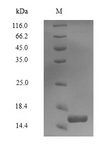 PLIN4 / S3-12 Protein - (Tris-Glycine gel) Discontinuous SDS-PAGE (reduced) with 5% enrichment gel and 15% separation gel.