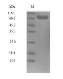 PLK1 / PLK-1 Protein - (Tris-Glycine gel) Discontinuous SDS-PAGE (reduced) with 5% enrichment gel and 15% separation gel.