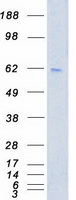 PLK1 / PLK-1 Protein - Purified recombinant protein PLK1 was analyzed by SDS-PAGE gel and Coomassie Blue Staining