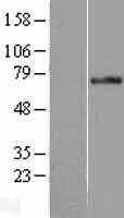 PLK3 Protein - Western validation with an anti-DDK antibody * L: Control HEK293 lysate R: Over-expression lysate