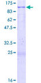 PLK3 Protein - 12.5% SDS-PAGE of human PLK3 stained with Coomassie Blue