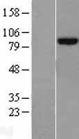 PLOD2 Protein - Western validation with an anti-DDK antibody * L: Control HEK293 lysate R: Over-expression lysate
