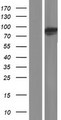 PLOD3 Protein - Western validation with an anti-DDK antibody * L: Control HEK293 lysate R: Over-expression lysate