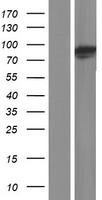 PLOD3 Protein - Western validation with an anti-DDK antibody * L: Control HEK293 lysate R: Over-expression lysate