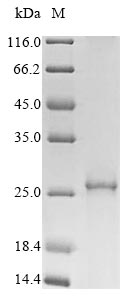 PLP1 / Myelin PLP Protein - (Tris-Glycine gel) Discontinuous SDS-PAGE (reduced) with 5% enrichment gel and 15% separation gel.
