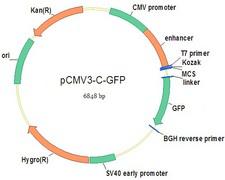 PLRG1 NucleicAcid