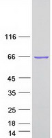 PLS1 / Fimbrin Protein - Purified recombinant protein PLS1 was analyzed by SDS-PAGE gel and Coomassie Blue Staining