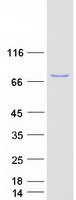 PLS1 / Fimbrin Protein - Purified recombinant protein PLS1 was analyzed by SDS-PAGE gel and Coomassie Blue Staining