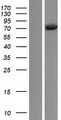 PLS3 / T Plastin Protein - Western validation with an anti-DDK antibody * L: Control HEK293 lysate R: Over-expression lysate